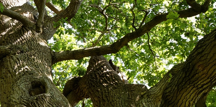 English Oak Tree