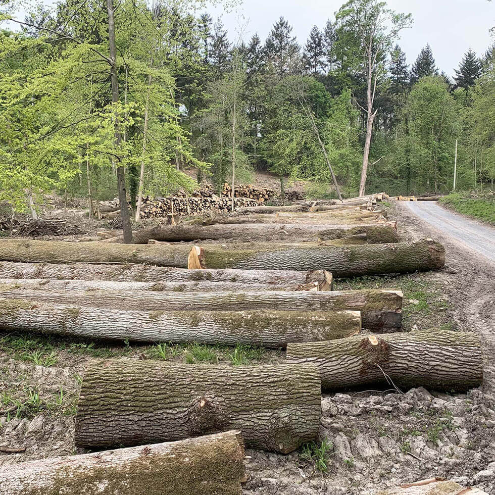 Oak Logs at West Dean Woodlands