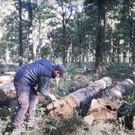 Ash from Longleat Forest in Wiltshire is less than 30 miles from our sawmills.