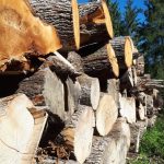 Large oak logs at Longleat estate.