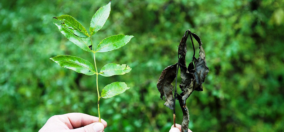 Ash dieback comparison