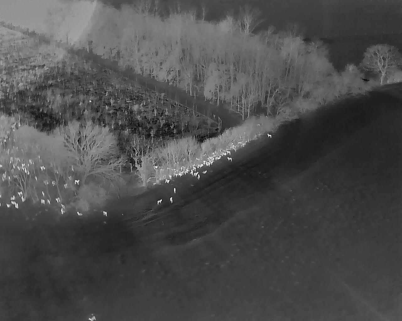 AI-assisted thermal image detecting deer in woodland, illustrating wildlife monitoring for sustainable woodland management.