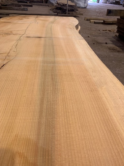 Cedar of Lebanon 03078