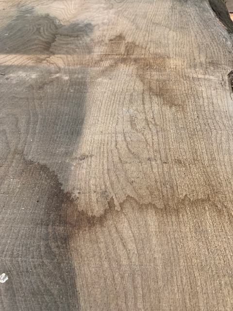 Elm 03290