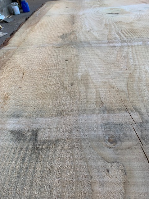 Cedar of Lebanon 03535