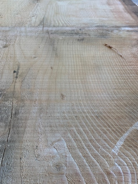 Cedar of Lebanon 03536