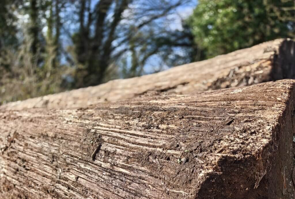 Logs laying in the sunshine